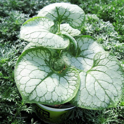 Bio Kaukasus-Vergissmeinnicht 'Jack Frost', blau, Topf-Ø 12 cm, 3 Pflanzen Bio Kaukasus-Vergissmeinnicht 'Jack Frost', blau, Topf-Ø 12 cm, 3 Pflanzen