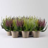 Knospenheide 'Trio', rot-weiß-gelb, Topf-Ø 12/13 cm, 6 Pflanzen