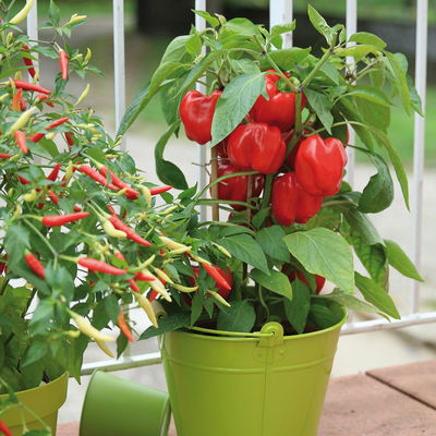 Blu Bio Snackpaprika 'Popti', Topf-Ø 12 cm, 3er-Set Blu Bio Snackpaprika 'Popti', Topf-Ø 12 cm, 3er-Set