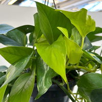 Grünpflanzen-Set Buntes-Trio, Hängeampel-Ø 15 cm, 3 Pflanzen