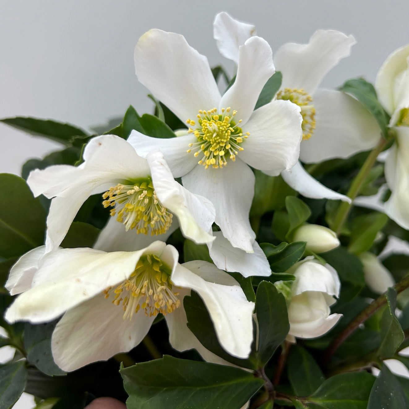 Christrose 'Advent Star', weiß, Topf-Ø 15 cm, 2 Pflanzen