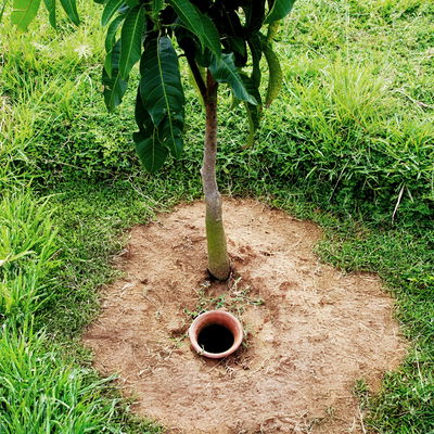 Olla im Garten eingepflanzt