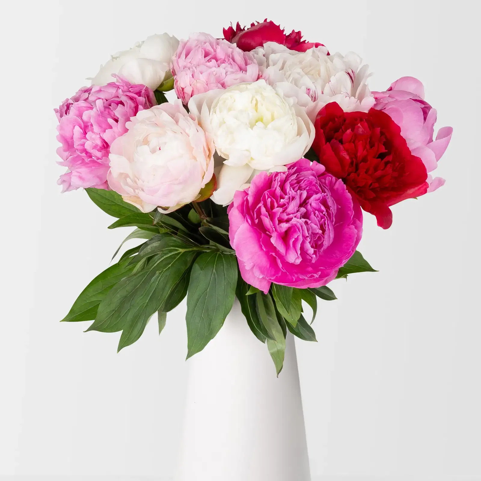 Blumenbund Pfingstrosen