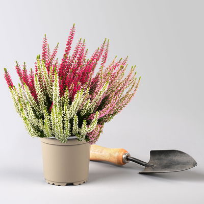 Calluna Trio 'Ametie', weiß-rosa-rot, Topf-Ø 11 cm, 6 Pflanzen