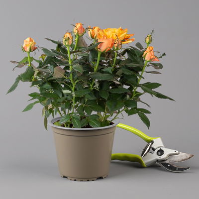 Rose, orange, Topf-Ø 14 cm, 2 Pflanzen