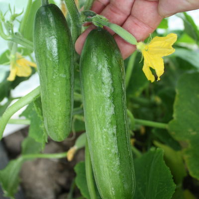 Blu Bio Mini-Snack-Gurke ‘Lunchbox F1‘, Topf-Ø 12 cm, 6er Set Blu Bio Mini-Snack-Gurke ‘Lunchbox F1‘, Topf-Ø 12 cm, 6er Set