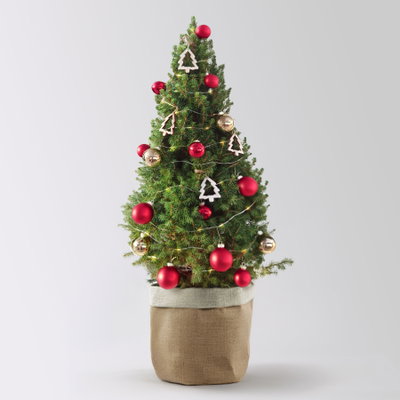 Weihnachtsbäumchen inkl. Deko, rot-gold, Höhe ca. 80 cm, Topf-Ø 25 cm Weihnachtsbäumchen inkl. Deko, rot-gold, Höhe ca. 80 cm, Topf-Ø 25 cm