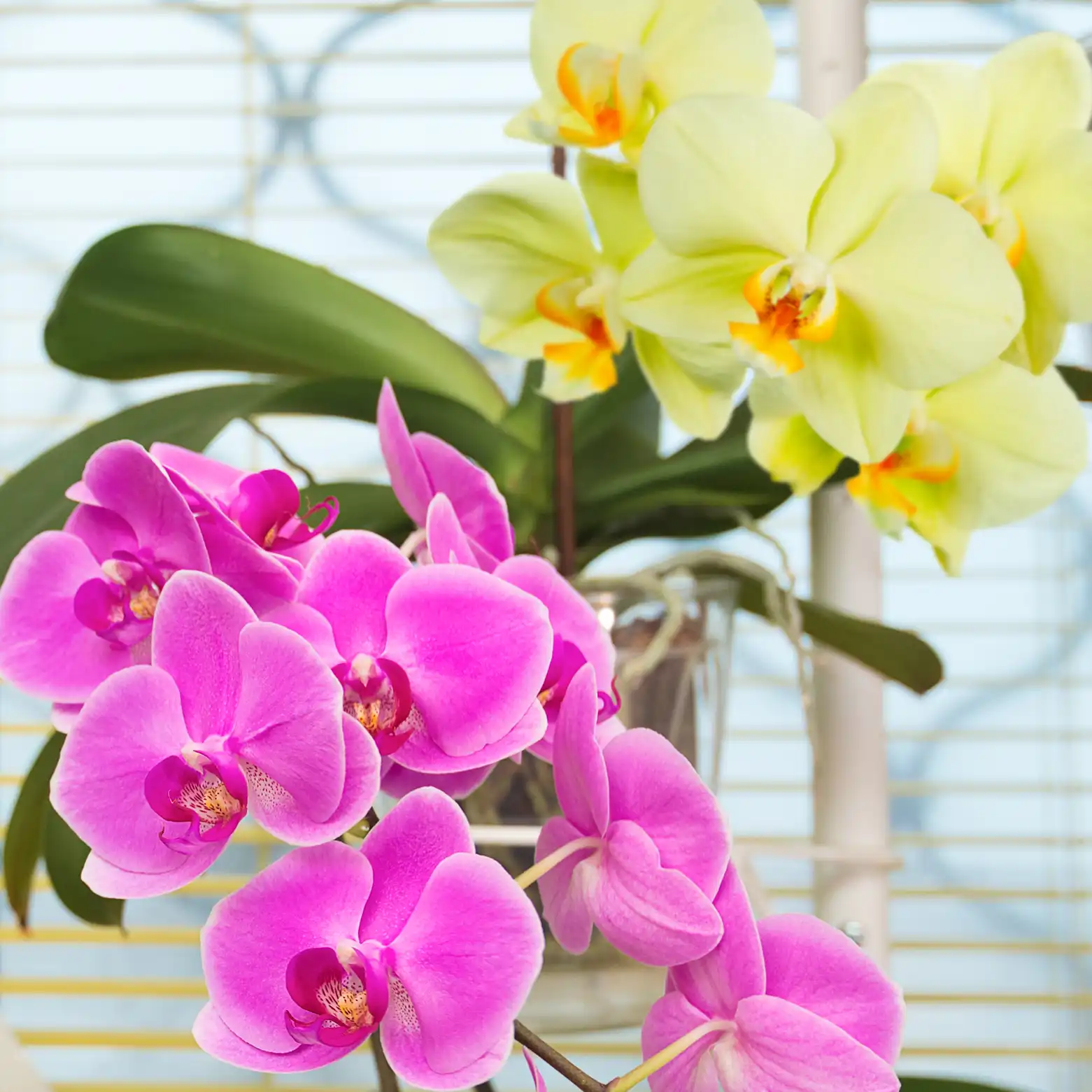 Orchideen