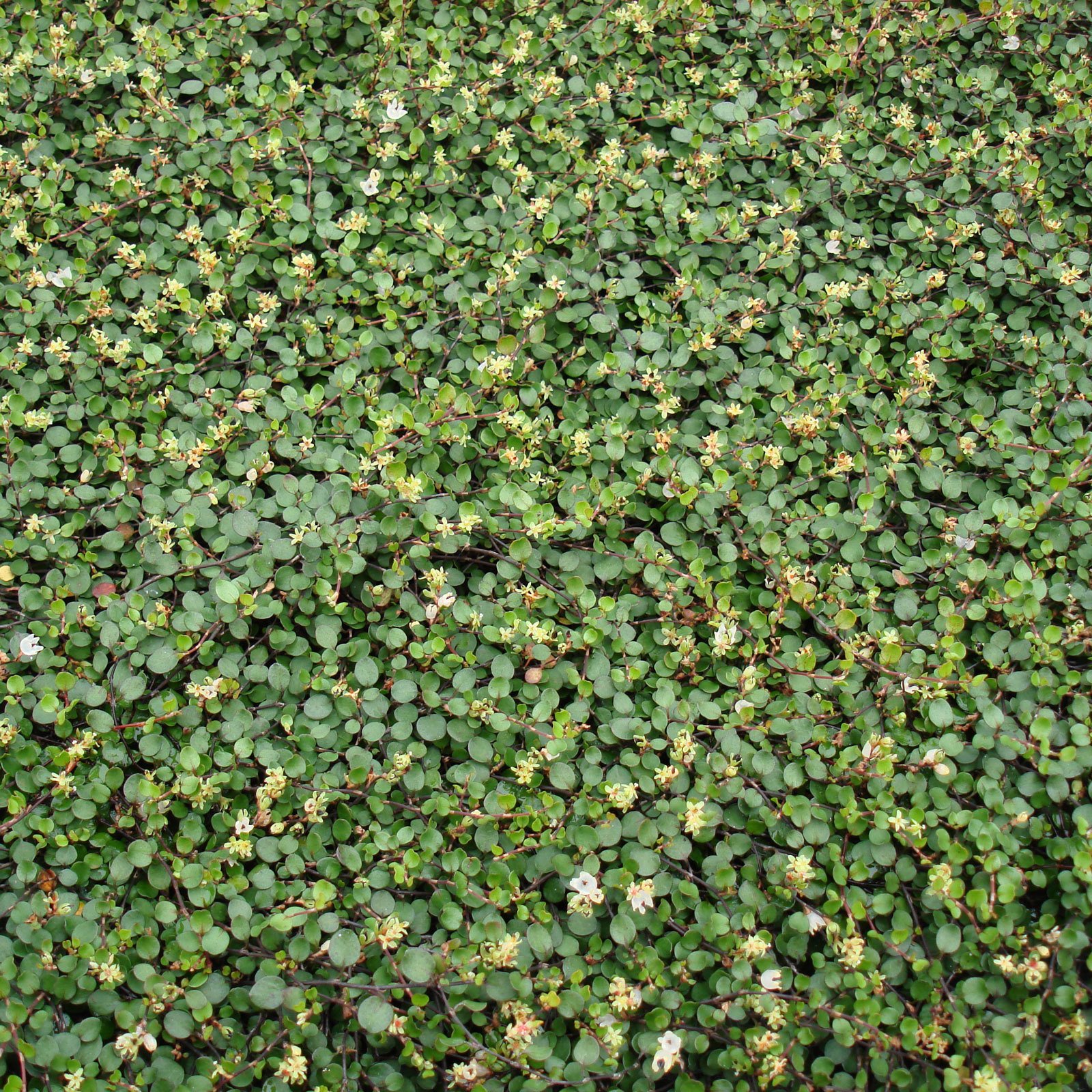 Mühlenbeckie, 12er-Set, sattgrün, 9 cm Ø Topf