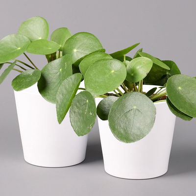 Pilea peperomioides in Topf Dallas weiß, Topf-Ø 12 cm, Höhe ca. 20 cm, 2er-Set Pilea peperomioides in Topf Dallas weiß, Topf-Ø 12 cm, Höhe ca. 20 cm, 2er-Set