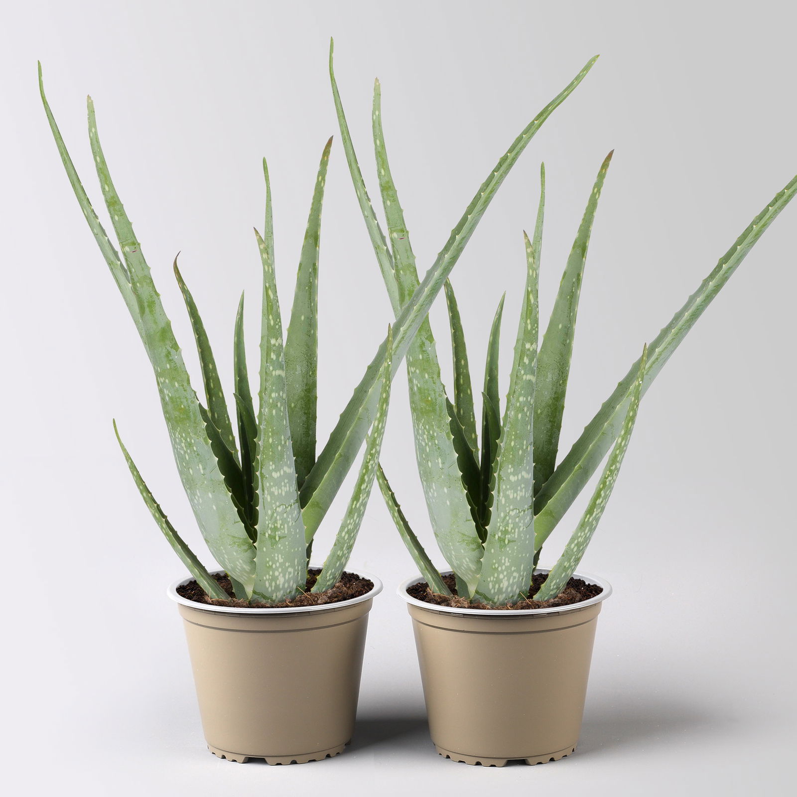 Aloe vera, Topf-Ø 15 cm, Höhe ca. 35-50 cm, 2 Pflanzen