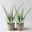 Aloe vera, Topf-Ø 15 cm, Höhe ca. 35-50 cm, 2 Pflanzen