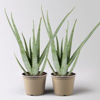 Aloe vera, Topf-Ø 15 cm, Höhe ca. 35-50 cm, 2 Pflanzen