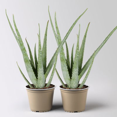 Aloe vera, Topf-Ø 15 cm, Höhe ca. 35-50 cm, 2 Pflanzen