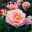 Edelrose 'Inspiration®', außen rosa, innen lachsrosa mit gelb, Topf 5 Liter