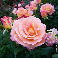 Edelrose 'Inspiration®', außen rosa, innen lachsrosa mit gelb, Topf 6 Liter