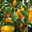 Snack-Paprika 'Midinor Red', 'Snackor Yellow', 'Snackor Orange' inkl. Greenbar®
