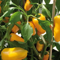 Snack-Paprika 'Midinor Red', 'Snackor Yellow', 'Snackor Orange' inkl. Greenbar®