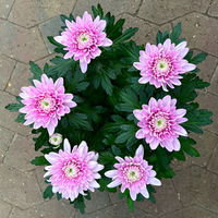 Chrysantheme 'Chrysanne® Zembla' pink, großblumig, Topf-Ø 17 cm, 2 Stück