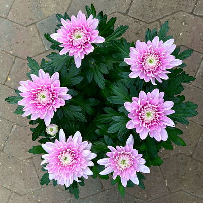 Chrysantheme 'Chrysanne® Zembla', pink, großblumig, Topf-Ø 17 cm, 2 Pflanzen