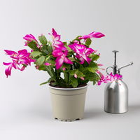 Weihnachtskaktus, lila, mit Übertopf Dallas anthrazit, Topf-Ø 12 cm, 2 Pflanzen