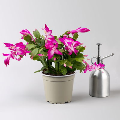 Weihnachtskaktus, lila, mit Übertopf Dallas anthrazit, Topf-Ø 12 cm, 2 Pflanzen