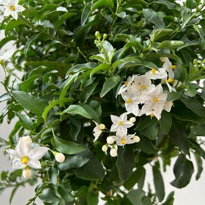 Sommerjasmin weiß, Stämmchen, Topf 23 cm Ø, Höhe ca. 90 cm