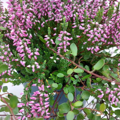 Knospenheide & Mühlenbeckia Mix, rosa, Topf-Ø 13cm, 6 Pflanzen Knospenheide & Mühlenbeckia Mix, rosa, Topf-Ø 13cm, 6 Pflanzen