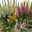 Knospenheide 'Beautybelle®', Mix zufällig, Topf-Ø 11 cm, 6 Pflanzen