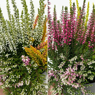 Knospenheide 'Beautybelle®', Mix zufällig, Topf-Ø 11 cm, 6 Pflanzen Knospenheide 'Beautybelle®', Mix zufällig, Topf-Ø 11 cm, 6 Pflanzen
