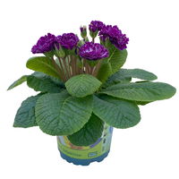 Primel 'Belarina Purple Dawn' lila, Topf-Ø 12 cm, 6er-Set