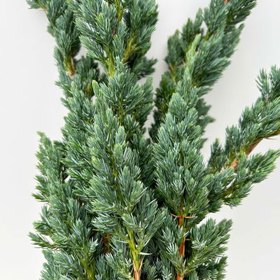 Wacholder 'Meyerii' im Handbund, 3 Bund