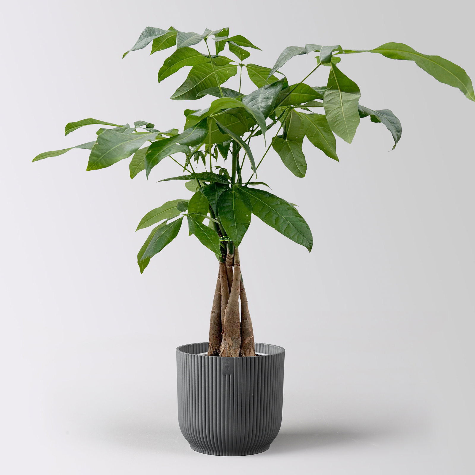 Glückskastanie, Topf-Ø 12 cm, inkl. Übertopf Vibes anthrazit Glückskastanie, Topf-Ø 12 cm, inkl. Übertopf Vibes anthrazit