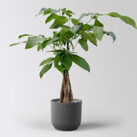 Glückskastanie, Topf-Ø 12 cm, inkl. Übertopf Vibes anthrazit Glückskastanie, Topf-Ø 12 cm, inkl. Übertopf Vibes anthrazit