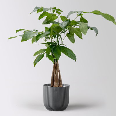 Glückskastanie, Topf-Ø 12 cm, inkl. Übertopf Vibes anthrazit Glückskastanie, Topf-Ø 12 cm, inkl. Übertopf Vibes anthrazit