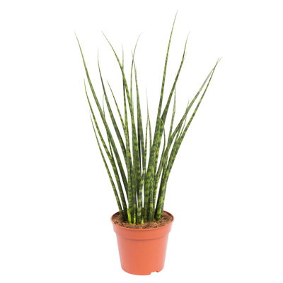Bogenhanf, 'Fernwood Mikado', Topf-Ø 14 cm, Höhe ca. 60 cm Bogenhanf, 'Fernwood Mikado', Topf-Ø 14 cm, Höhe ca. 60 cm