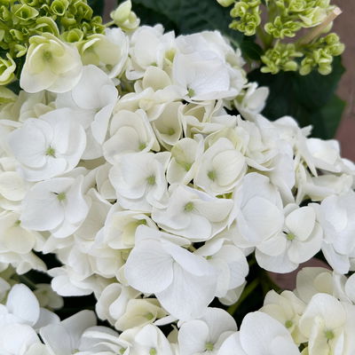 Hortensie Hovaria® 'Holibel' weiß, Topf-Ø 14 cm, Höhe ca. 40 cm