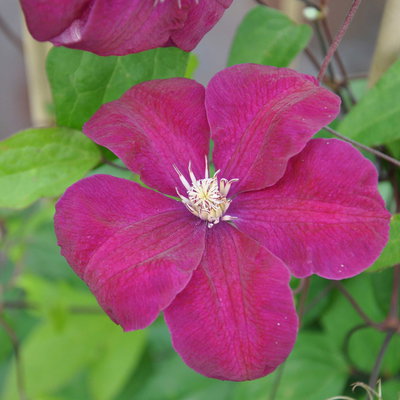 Kölle Clematis 'Rouge Cardinal', 2 l Topf, 60-80 cm