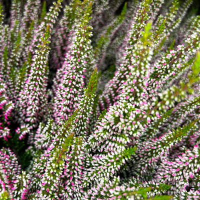Calluna 'First Ladies®', rosa, Topf-Ø 11 cm, 6 Pflanzen
