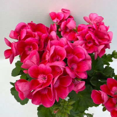 Stehende Geranie 'Pretty Little™', Topf-Ø 13 cm, 6er-Set