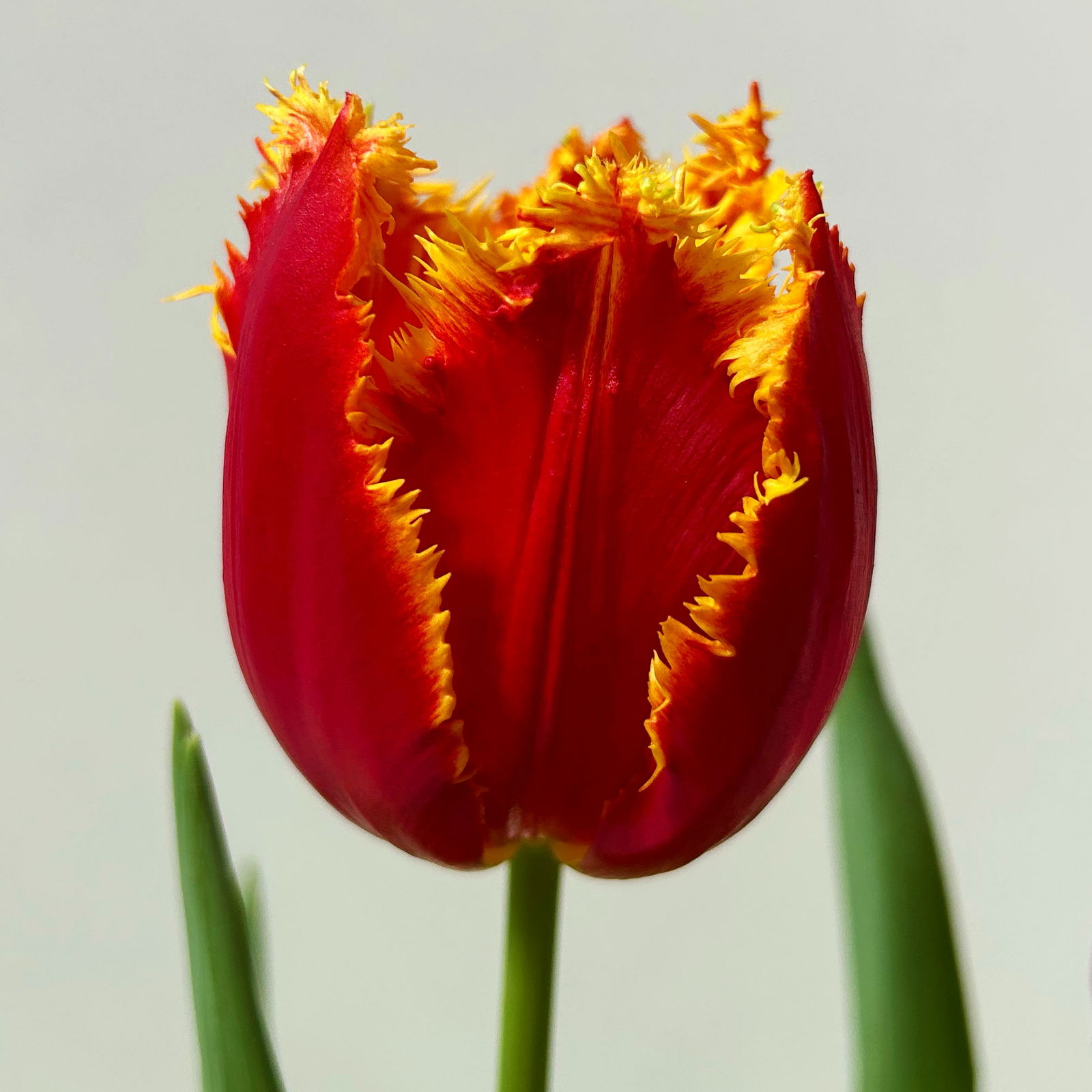 Tulpe zweifarbig, vorgetrieben, Topf-Ø 15 cm, 3 Pflanzen