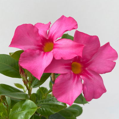 Dipladenie, rosa, Spalier, Topf-Ø 14 cm, Höhe ca. 45 cm, 2 Pflanzen