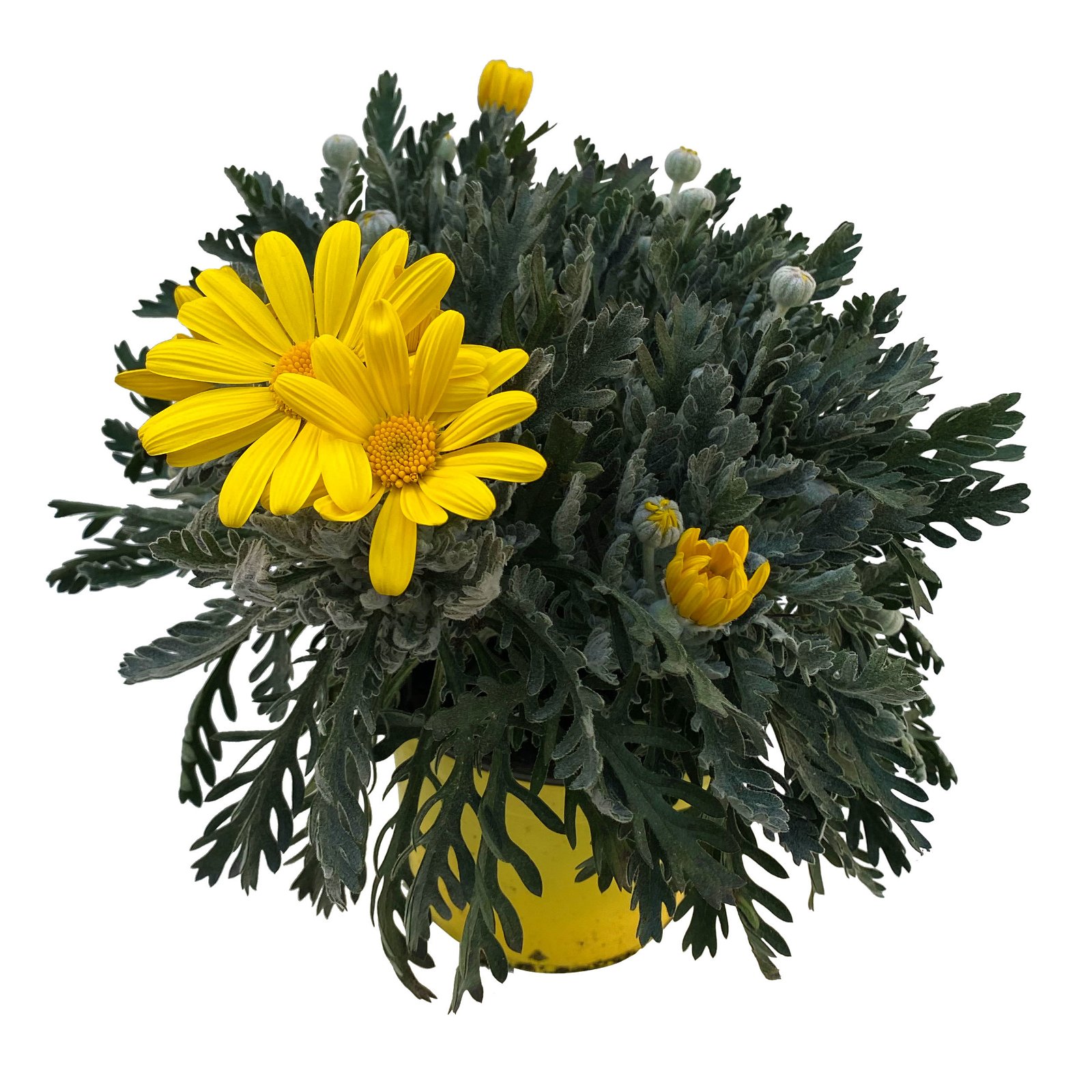 Gelbe Margerite gelb, Topf-Ø 14 cm, 3er-Set