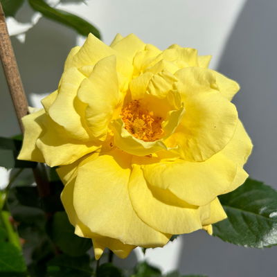 Beetrose 'Westart®' gelb, Topf 5 Liter, 4 Pflanzen Beetrose 'Westart®' gelb, Topf 5 Liter, 4 Pflanzen