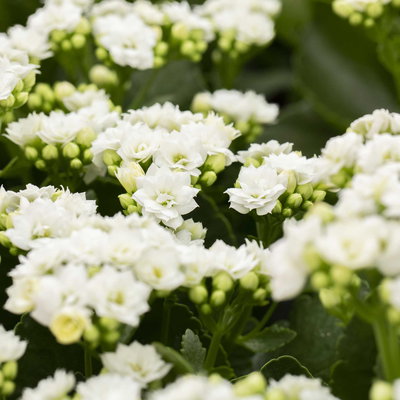 Grabbepflanzung Sommer rot-weiß-blau, 12 Pflanzen