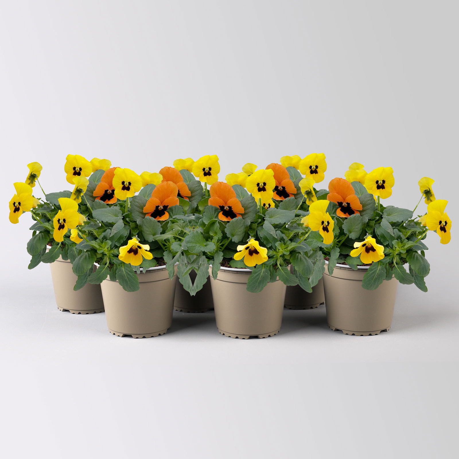 Frühlingmix, bunt, Topf-Ø 13 cm, 6 Pflanzen