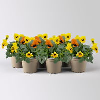 Frühlingmix, bunt, Topf-Ø 13 cm, 6 Pflanzen