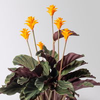 Korbmarante, Goeppertia crocata syn. Calathea, Topf-Ø 14 cm, Höhe ca. 40 cm