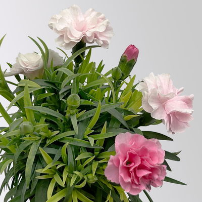 Nelke 'I Love U', Mini, pink-rosa-weiß, Topf-Ø 7 cm, 6 Pflanzen