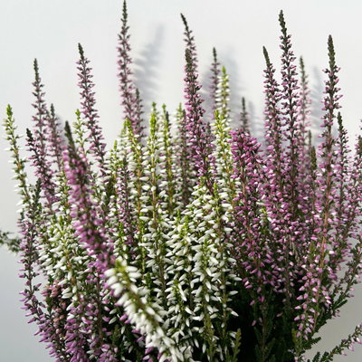 Calluna 'Twin', lila-weiß, Topf-Ø 12/13 cm, 6 Pflanzen Calluna 'Twin', lila-weiß, Topf-Ø 12/13 cm, 6 Pflanzen